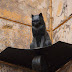Η ΑΓΝΩΣΤΗ ΙΣΤΟΡΙΑ! ΟΤΑΝ οι... γάτες διέσωσαν το πολιορκημένο Λένινγκραντ
