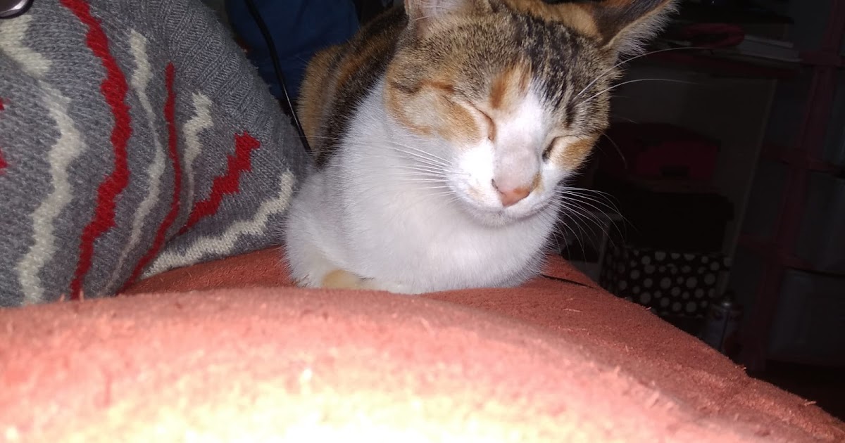 Popinet: Reflexiones, buena música y gatitos. Popinet: Reflexiones, buena música y gatitos.