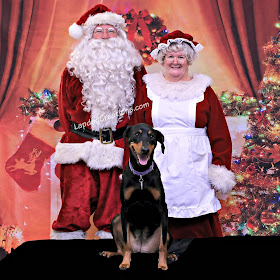 rescue doberman mix dog with santa and mrs claus