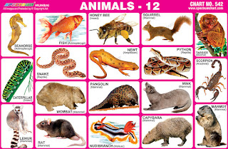 Spectrum Educational Charts: Chart 542 - Animals 12