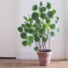 money plant