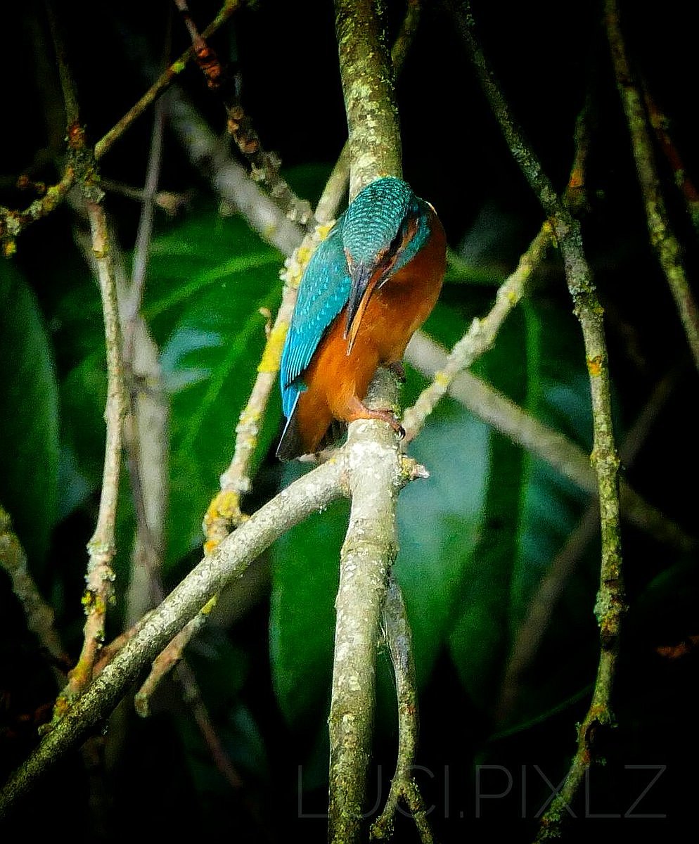 AVON BIRDS Sightings 16916