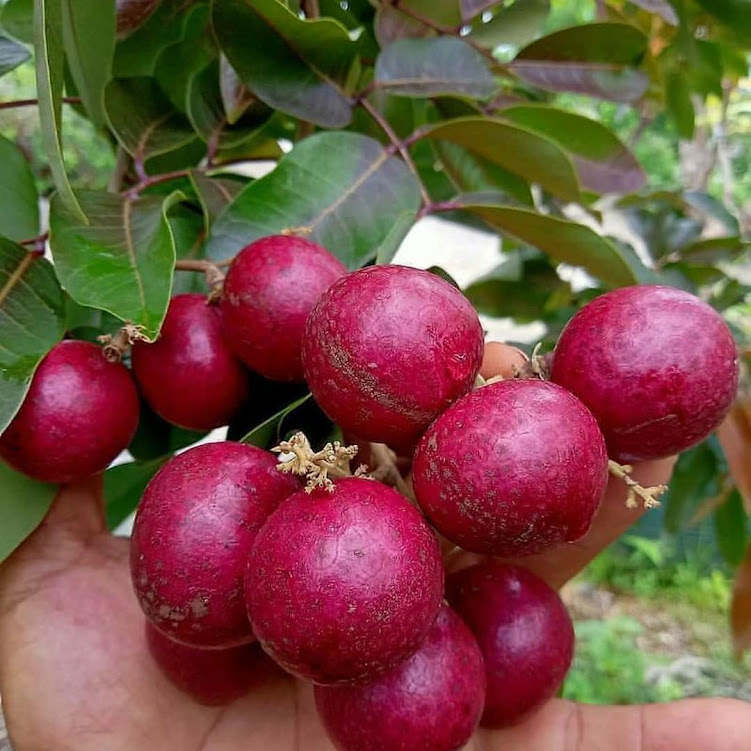 Bibit tanaman klengkeng merah super cepat berbuah hasil okulasi sambung pucuk Jawa Barat