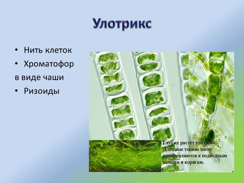 Пигменты фотосинтеза в хроматофоре. Хроматофор спирогиры. Улотрикс и спирогира. Улотрикс Ульва. Хроматофоры водорослей улотрикс.