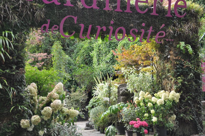 La Jardinerie De Curiosites Taffin Arrivage Opulent D Hydrangea