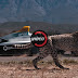 What's Faster: An Electric Racing Car Or A Cheetah?