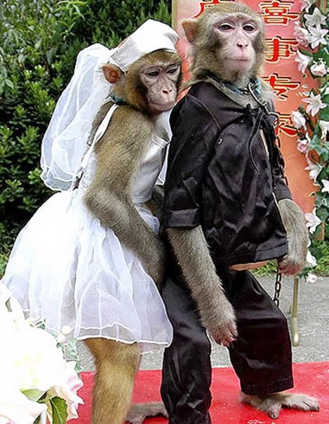 1001 Gambar Keren: Gambar Lucu Aneh