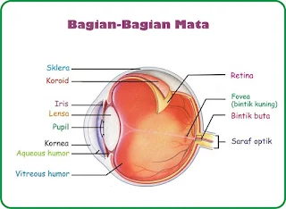 Sistem organ dan bagian - bagian Mata - bebagaireviews.com