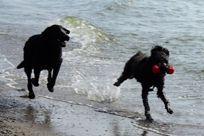 Dogs running on the shores of Lake Ontario