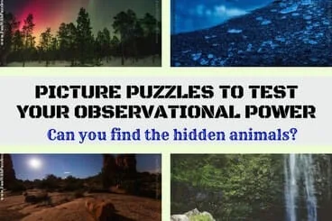 Can you find the hidden animals in these puzzle picture?