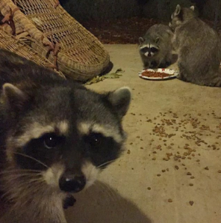 mapache selfie cenando