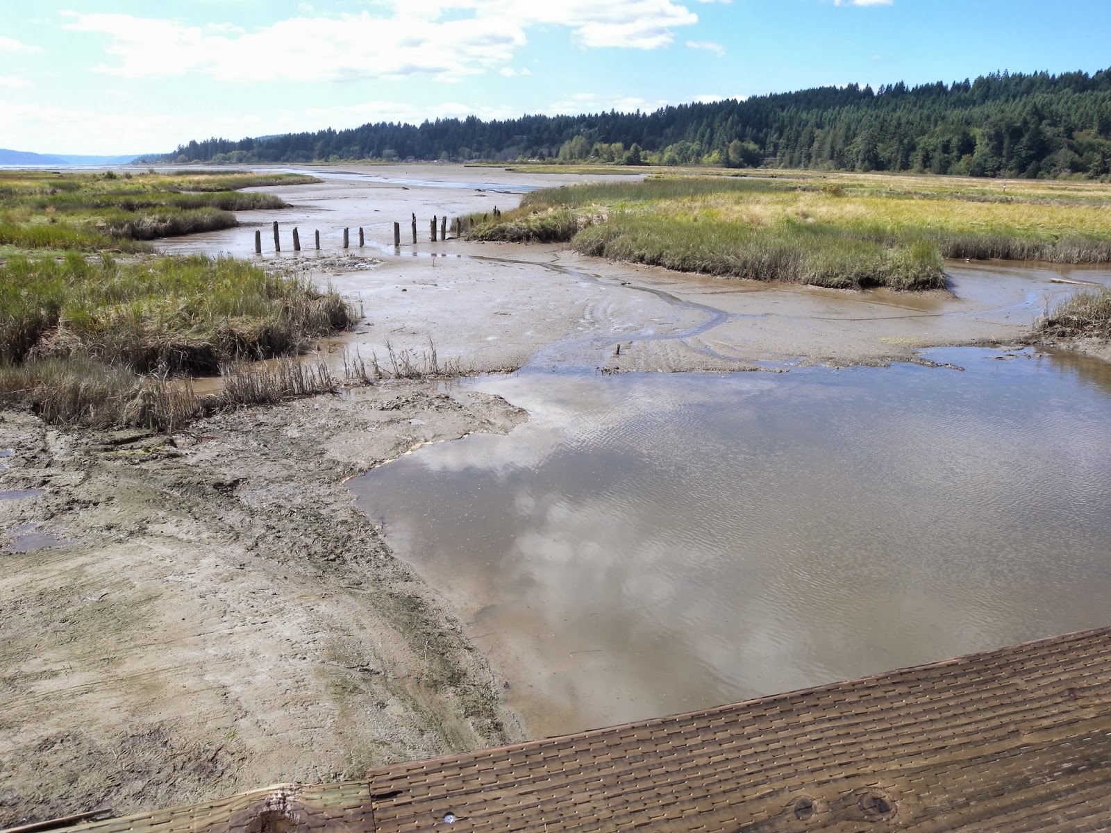 Word from the Wild Union River Estuary Connects!