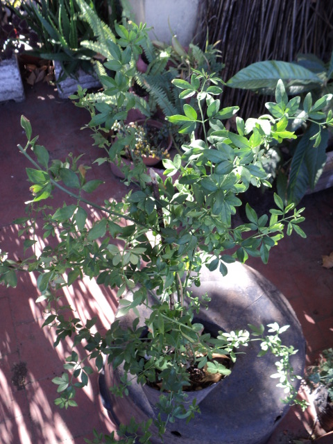 PLANTAS MORENAL: Jazmin amarillo (Jasminum messnyi) - Disponible en maceta  de cultivo de 3 litros // Valor: $25,