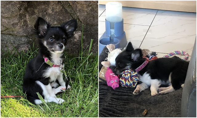 Laila Der Hund hat meine Hausaufgaben gefressen Tinaspinkfriday