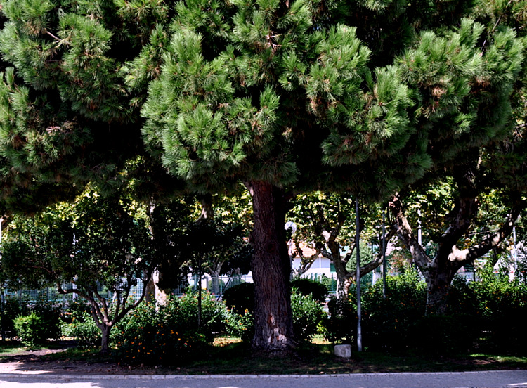 Fotografia Pinhal Novo