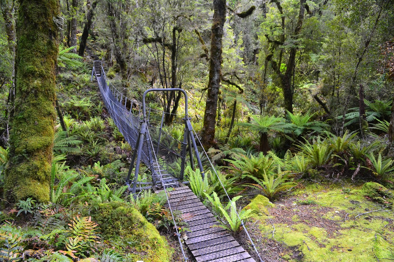 Goin' Feral One Day At A