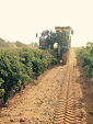 New Holland VX7090 Grape Harvester. Working in El Provencio