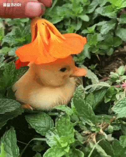 umjjal_kr_124.gif