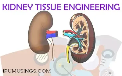 KIDNEY TISSUE ENGINEERING (#biochemistry)(#tissueengineering)(#ipumusings)(#bioartificialglomerulus)