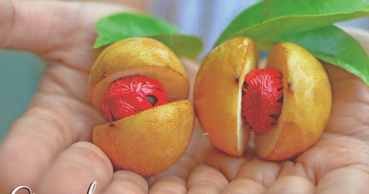 MY POSTCARDPAGE GRENADA Nutmeg