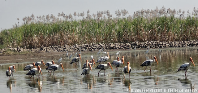 Migrated bird watching at Bhigwan kumbargaon - Simply amazing experience