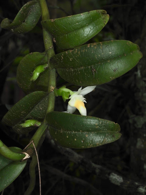 Thrixspermum calceolus