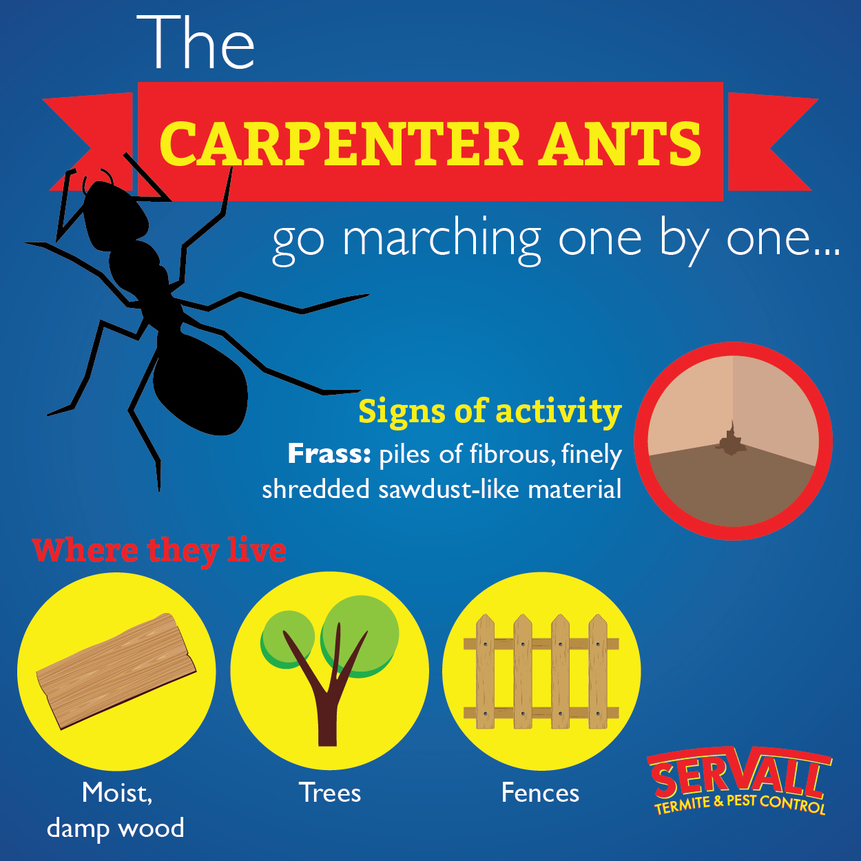 Servall Pest Control Carpenter Ants
