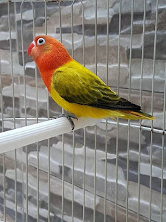 harga lovebird biola euwing harga lovebird biola euwing