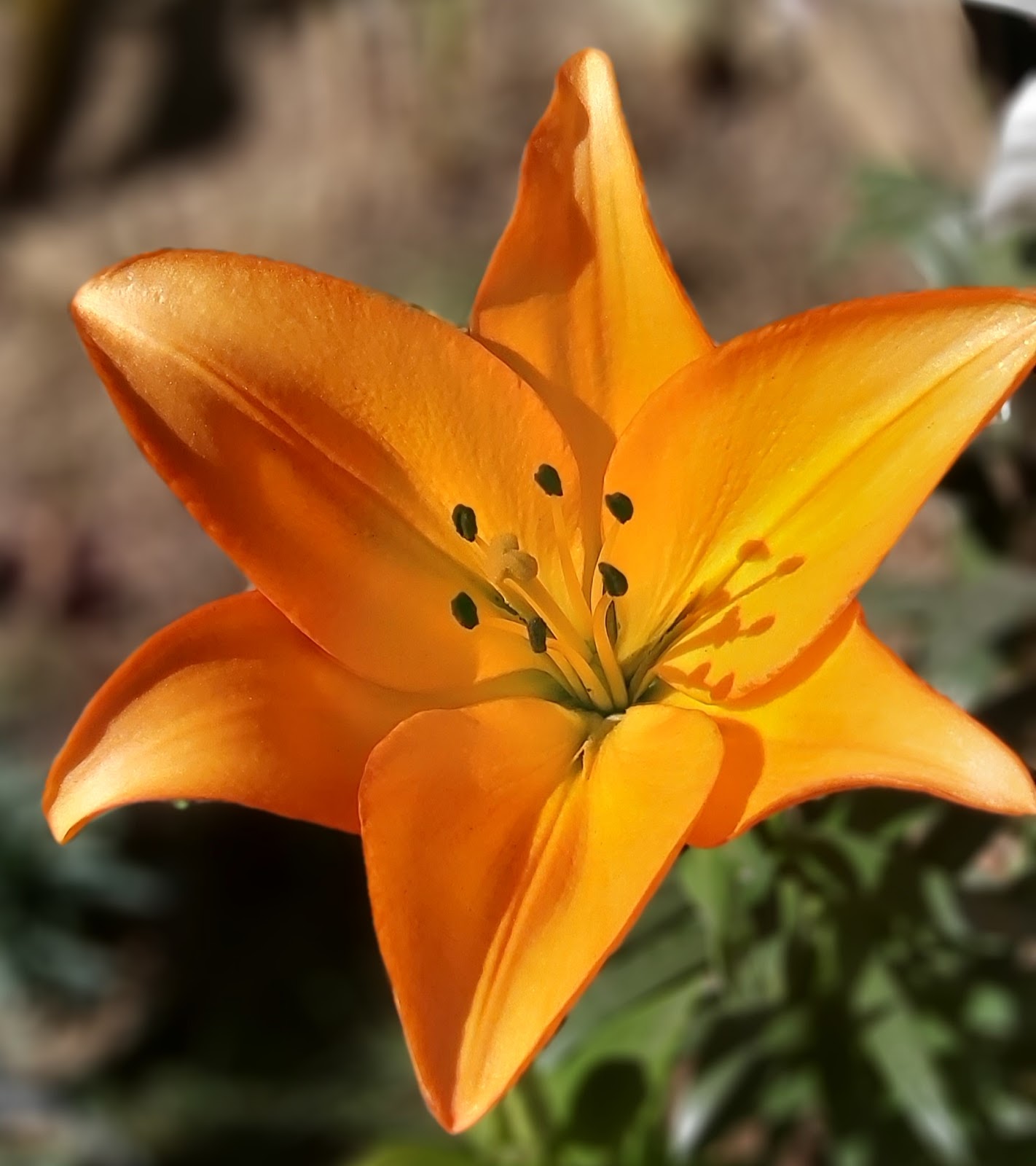 Jaipur Garden Growing Asiatic Lily in pot