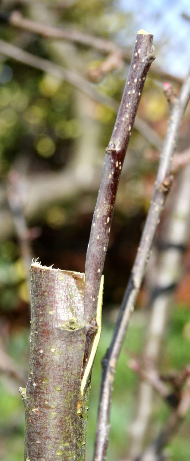 Scottish Artist and his Garden GRAFTING APPLE AND PEAR TREES