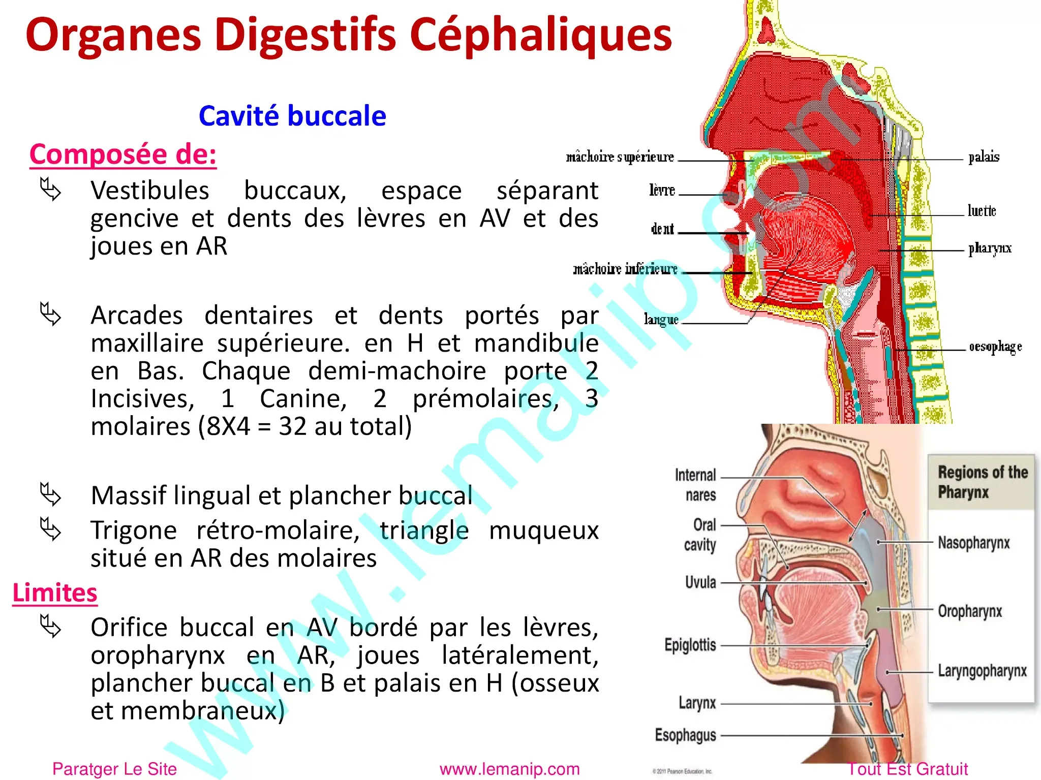 Organes Digestifs Céphaliques