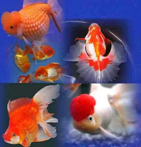 Gambar-gambar ikan hias air tawar yang Lucu dan Indah ...