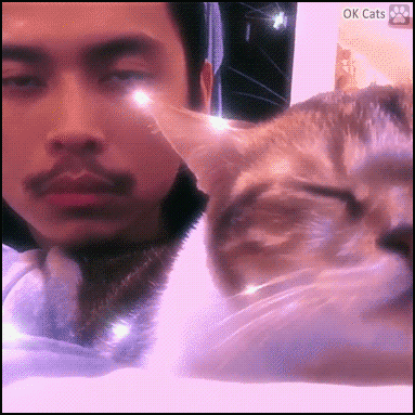 Art Cat GIF • Cat and its human vibing in sync to disco music. Colorful version [Vibing Cat No. 28]