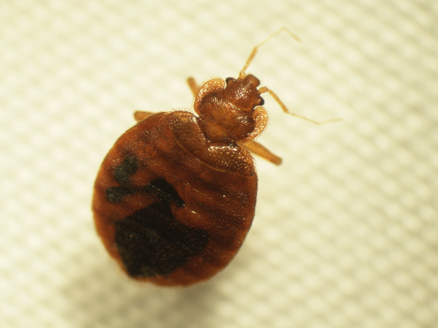 ... released several green products to help fight the Bed Bug Epidemic