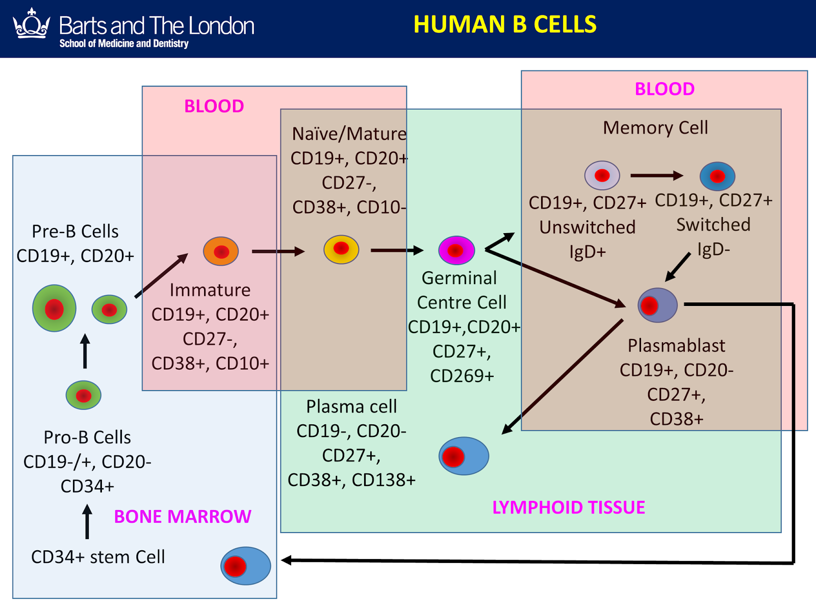 Education B cells are not a single subpoulation The MSBlog