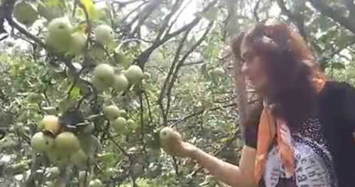 19 Arti Mimpi Memetik Buah Apel Menurut Islam Dan Primbon Jawa Yang Lengkap Arti Mimpi Islam Primbon 19 Arti Mimpi Memetik Buah Apel Menurut Islam Dan Primbon Jawa Yang Lengkap Arti Mimpi Islam Primbon