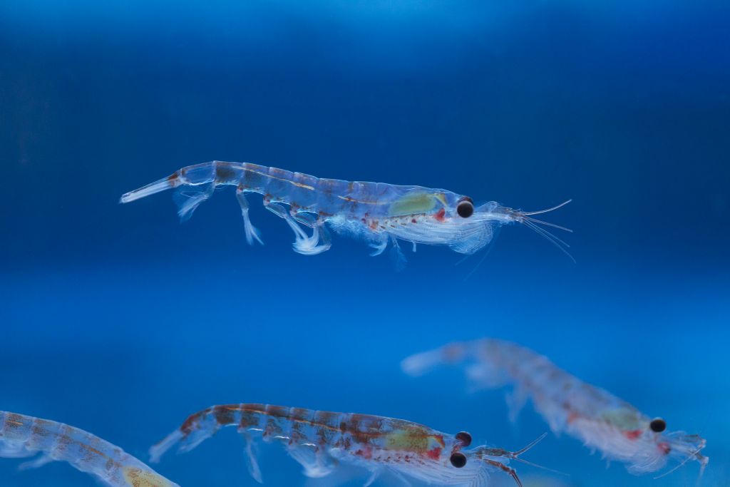 Krill y proceso de filtración