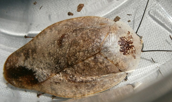 Gynalurida%25234.JPG
