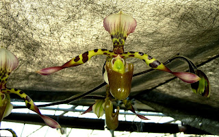 Paph. haynaldianum 'Grace Botamy'