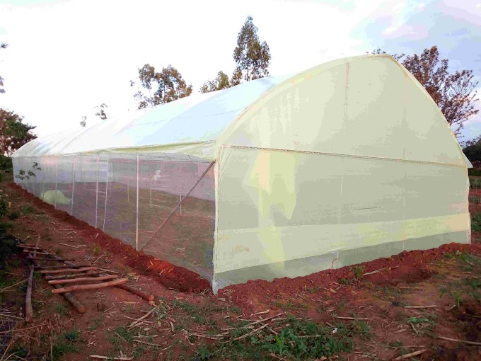 Greenhouse farming in Kenya | Greenhouse tomatoes farming
