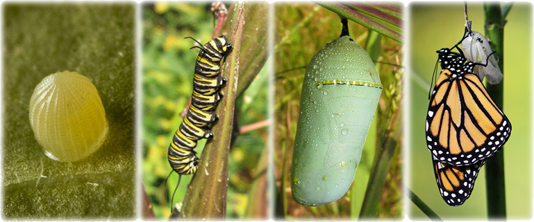 A Walk On The Natural Side: Saving Our Monarch Butterflies, part 1