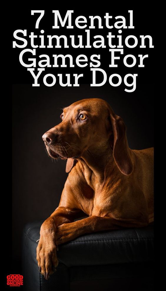 Lovely Dog 7 mental stimulation games for your dog