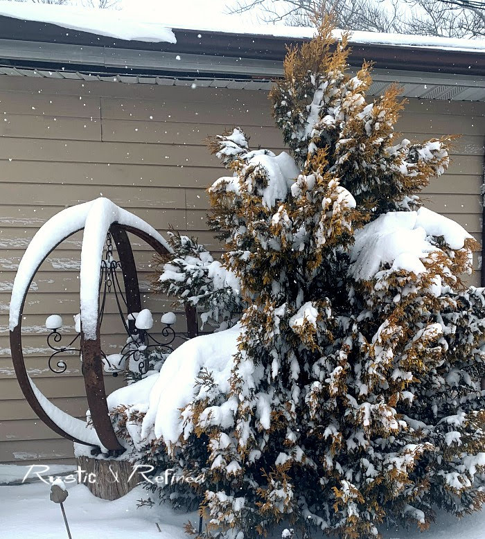 Adding winter interest in the garden using evergreens and conifers for color and structure.