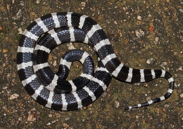 Perbedaan dan Ciri- Ciri Ular welang ,Ular weling , Ular cincin emas