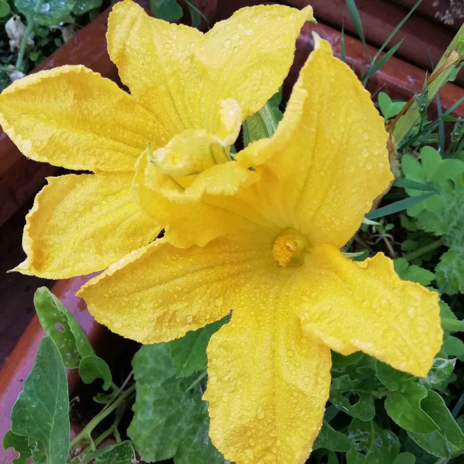 SenzaPanna Uovo con fiori di zucca del mio orto. La ricetta del lunedì.