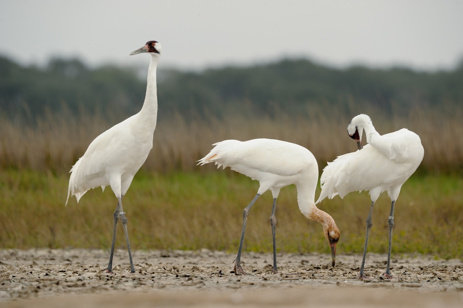 Micro Post Whooping Crane MyRokan