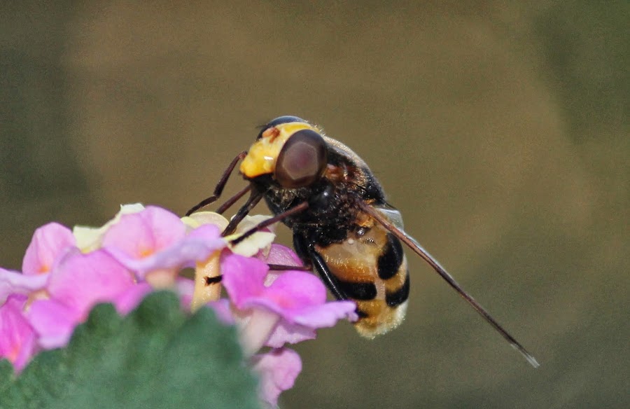 VOLUCELLA ZONARIA