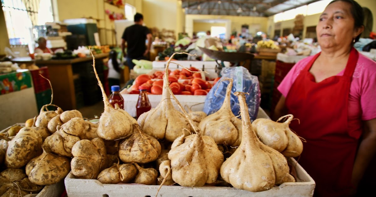 Secret Garden Club Growing jicama in the UK