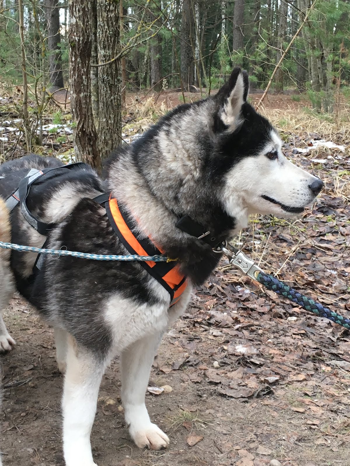 Ethical Dog Sledding Tours in Riga, Latvia