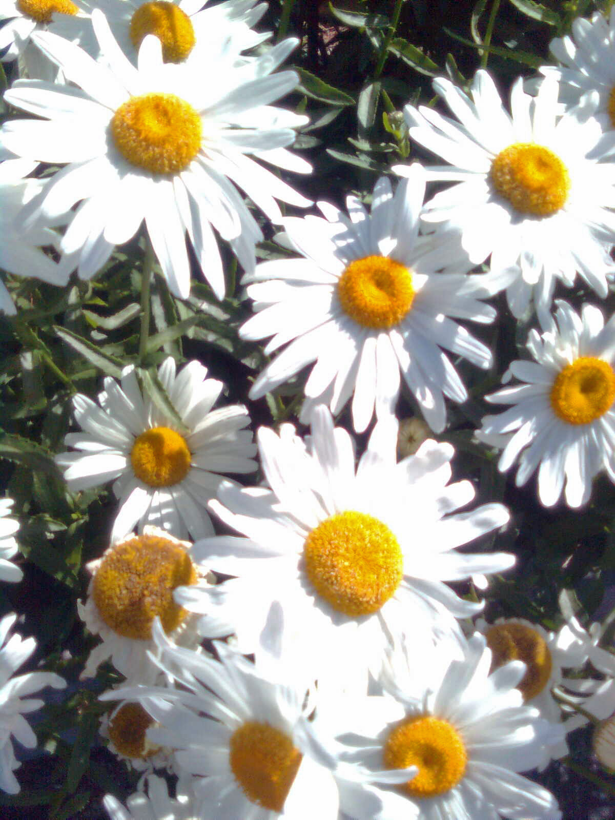 ROSECOLORED VISION Smell The Flowers